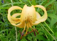 Big sandy cream flowers with darker spotting